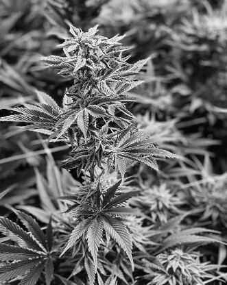 NOVA featured on Cannabis Column ‘Cannabitch’