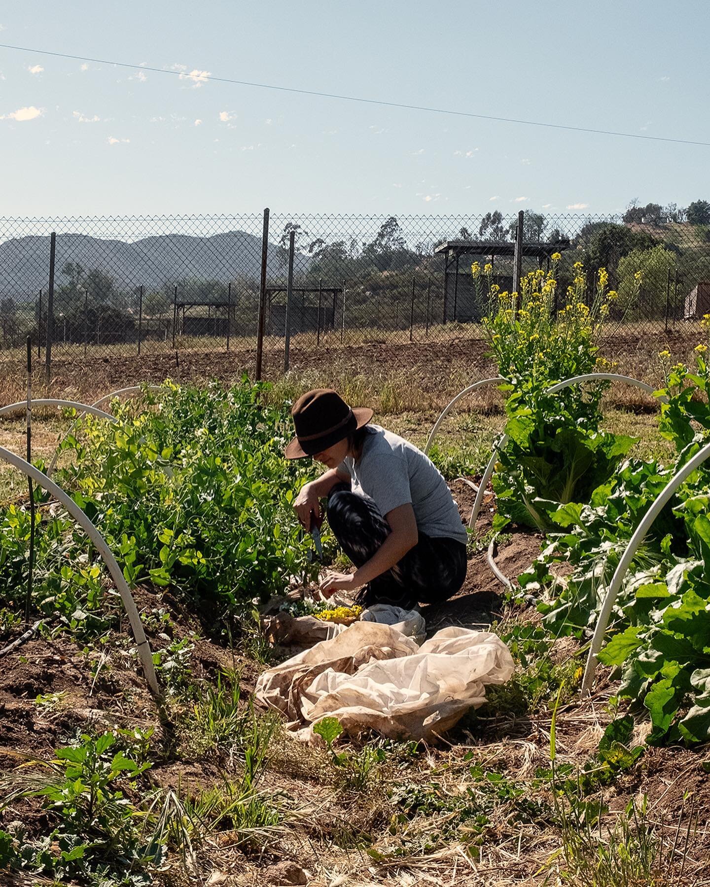 Regenerative living with Chef Perla @elevationeating 🌿

We were honored to collaborate on a magical retreat Wild Spirits Rising in southern CA with Circadian Gatherings.
We gathered in nature to unplug from the hustle and practice some much-needed s