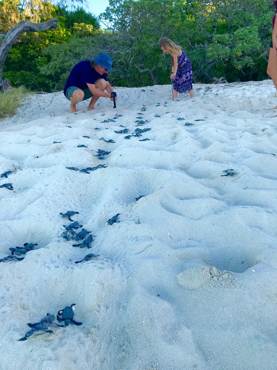 Mitchell & Eden capture on video a turtle eruption. Notice all of the turtles in the foreground!