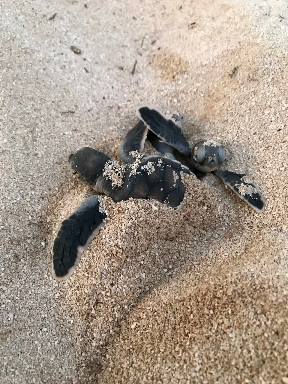 Sleepy baby turtles not quite ready to leave the nest. They blink lazily at us when we peer down at them for a closer look.