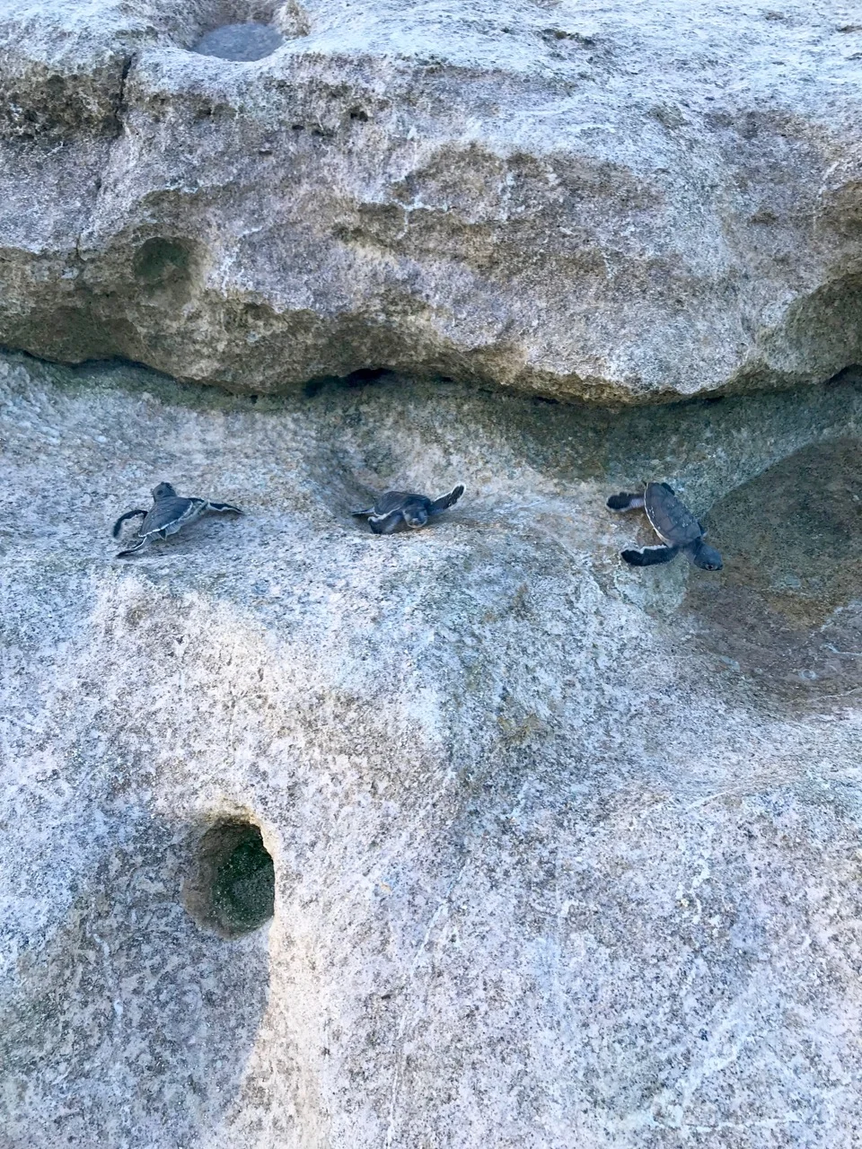 Turtles struggle over the rocky shoreline to make it to the ocean on the other side.