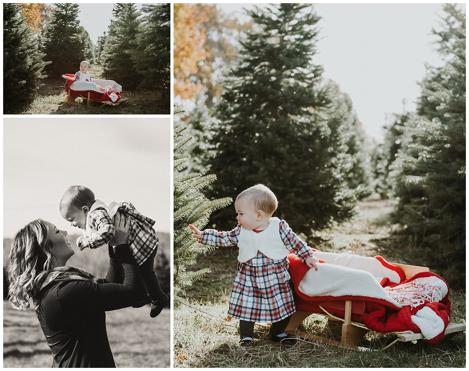 Denmartreefarm_Holly-jolly-minis.jpg