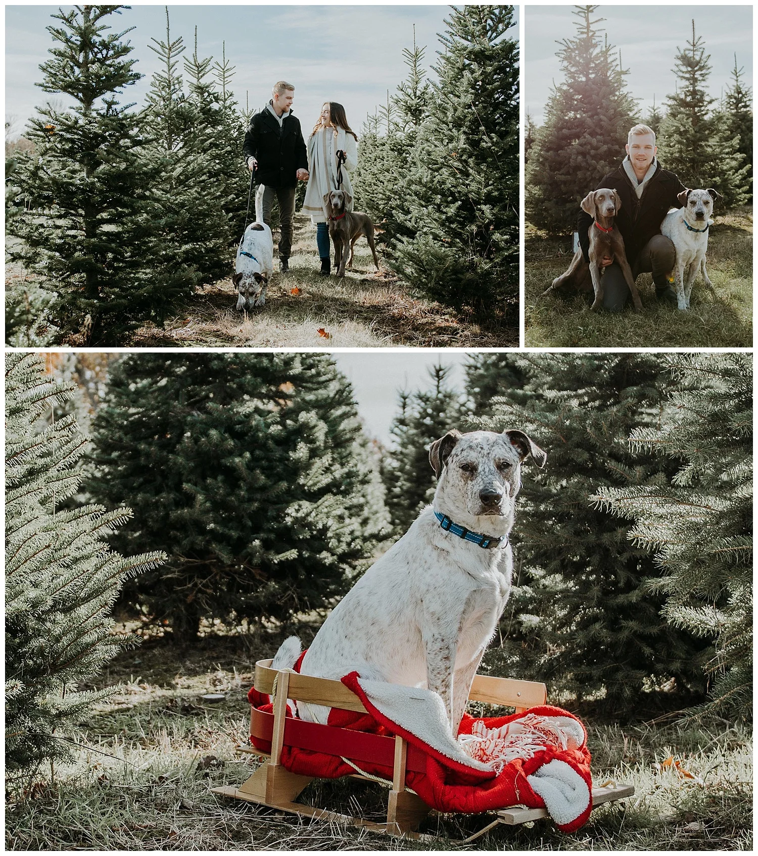 Denmartreefarm_Holly-jolly-minis.jpg