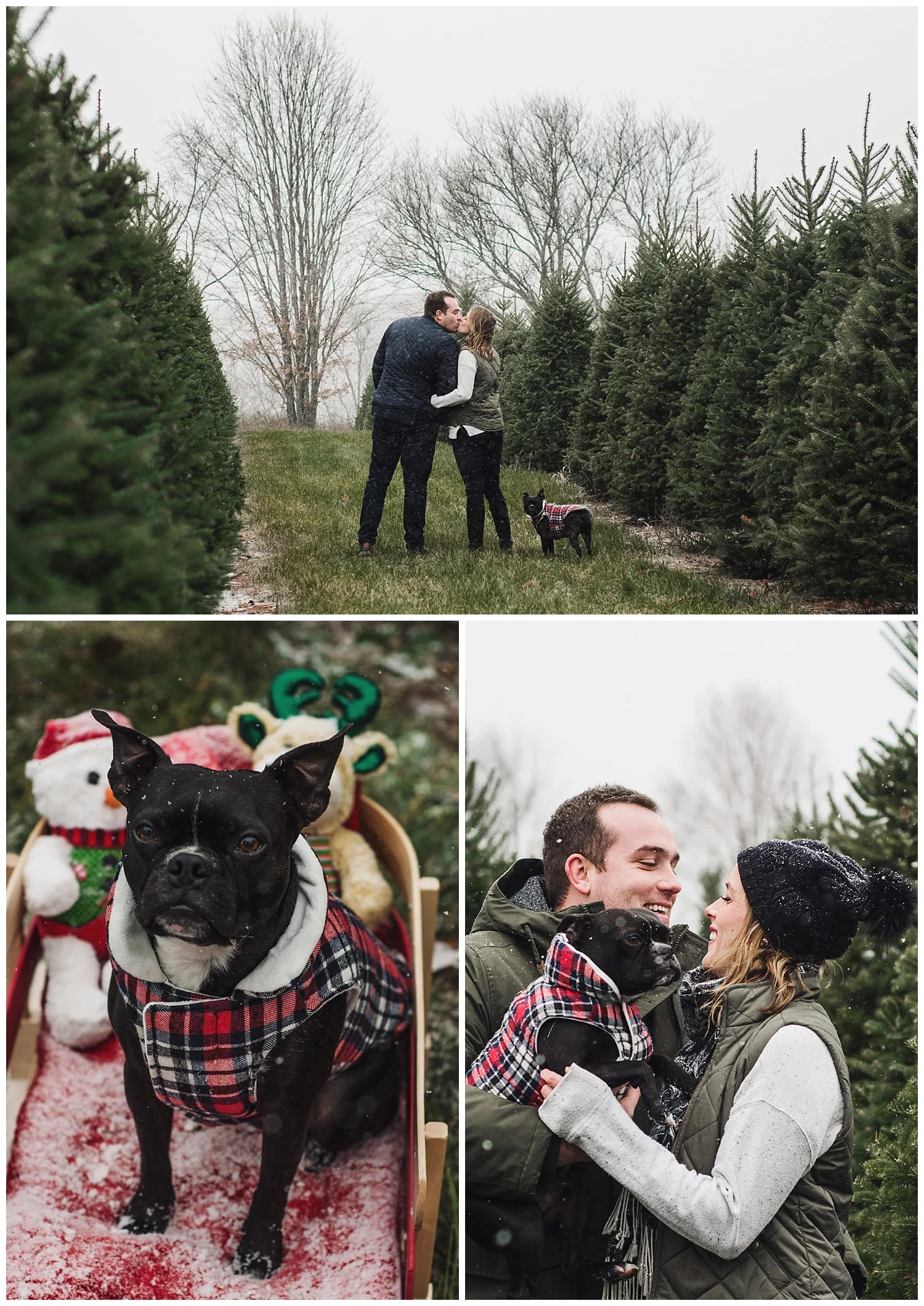 Denmar Tree Farm - Holly McMurter Photographs