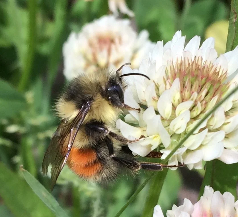 Don't bee late - spring forward for Sunday 3/12 meeting