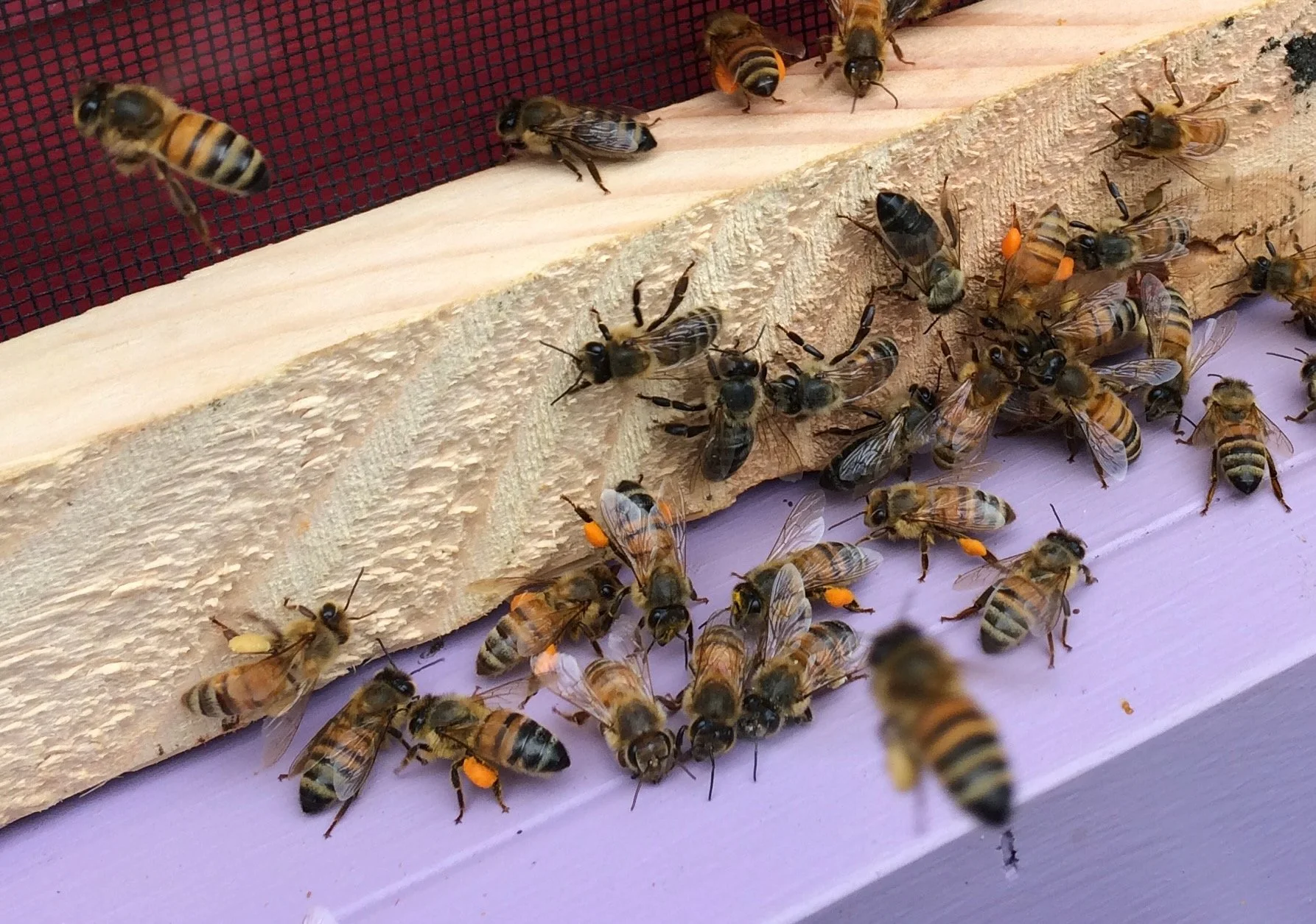 bees for website - 6.jpeg