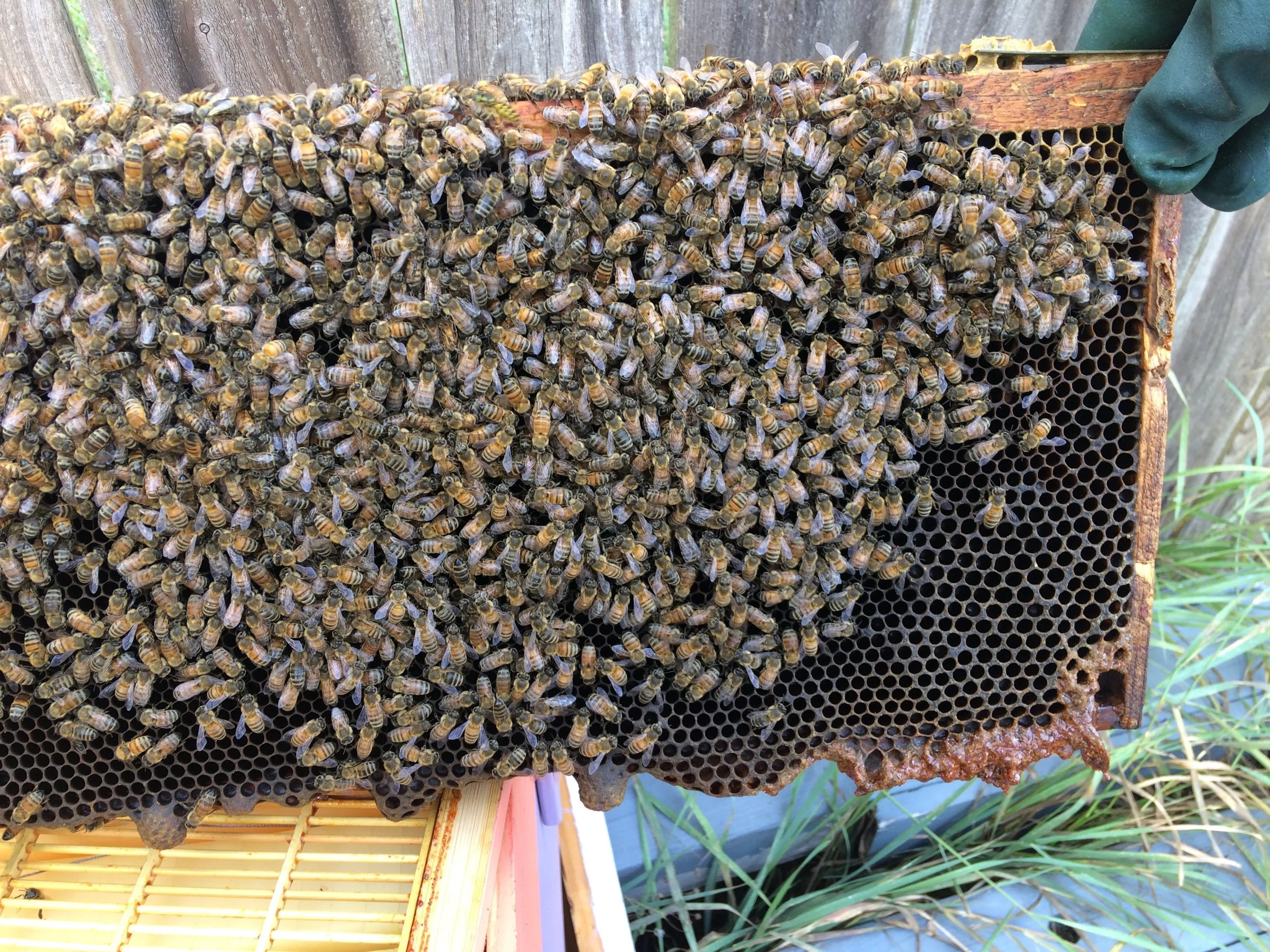 bees for website - 5.jpeg