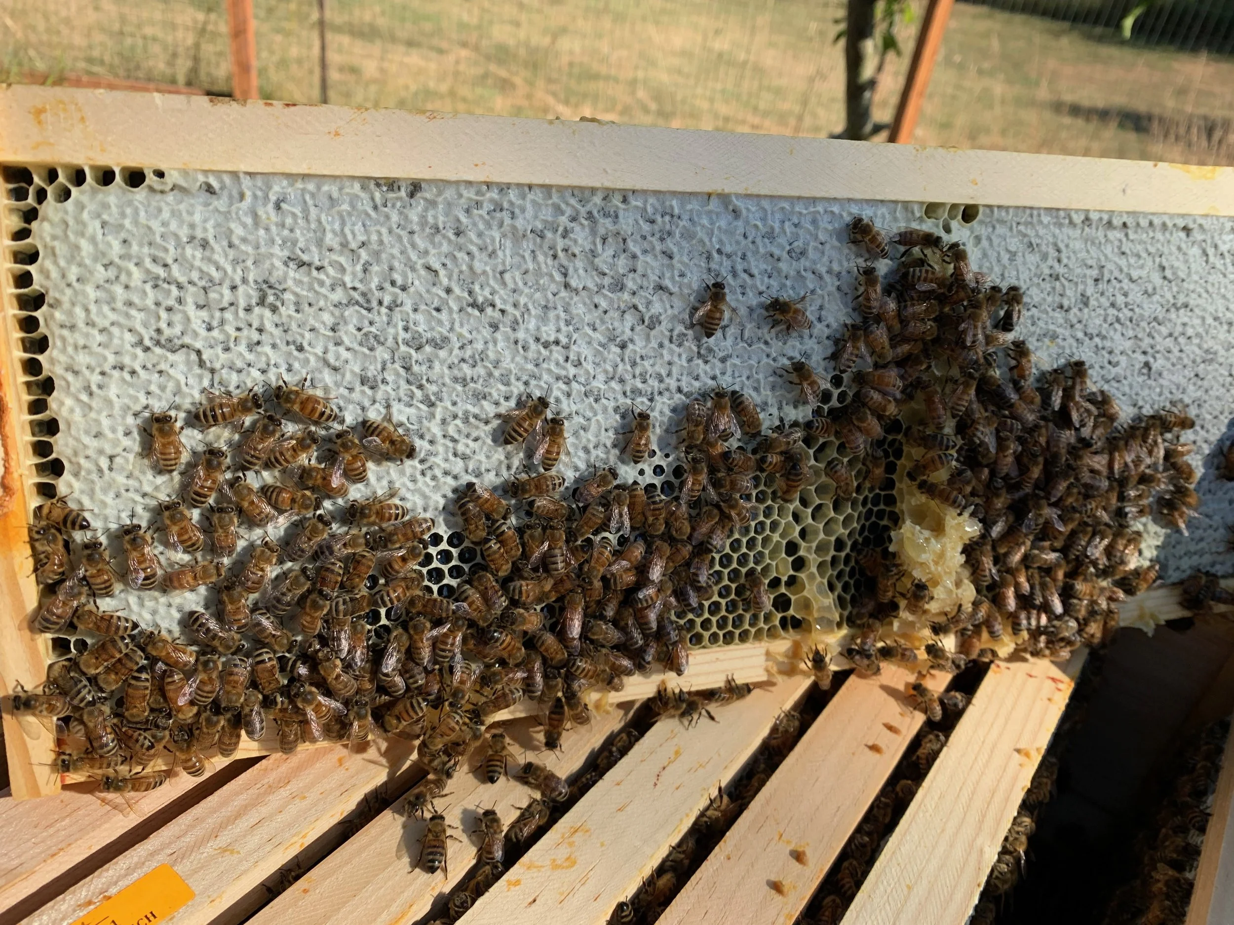 bees for website - 1.jpeg