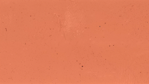 Meachie stop motion_1_2_1.gif