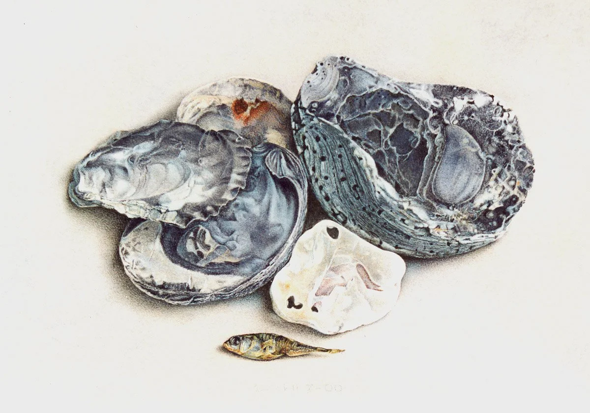 Maritiem I
17,5 x 25,5 cm