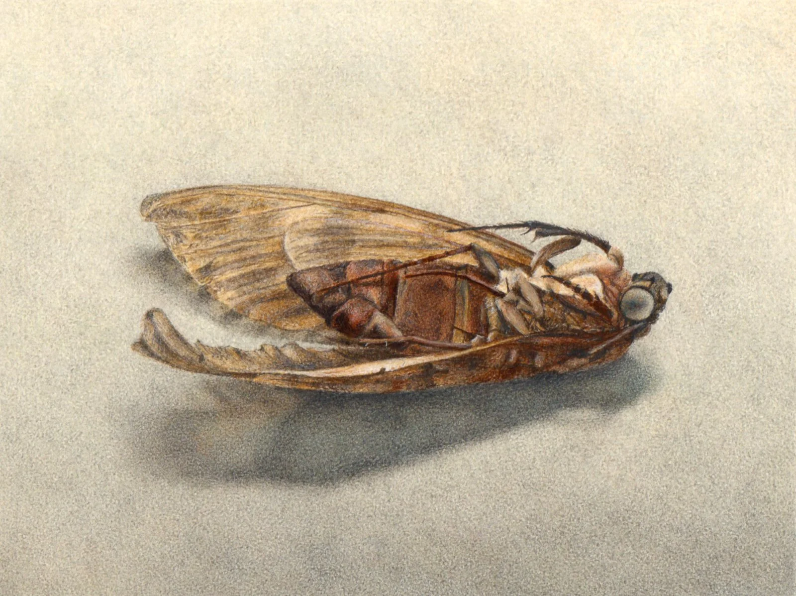 Rest (doodshoofdvlinder)
9 x 11,5 cm