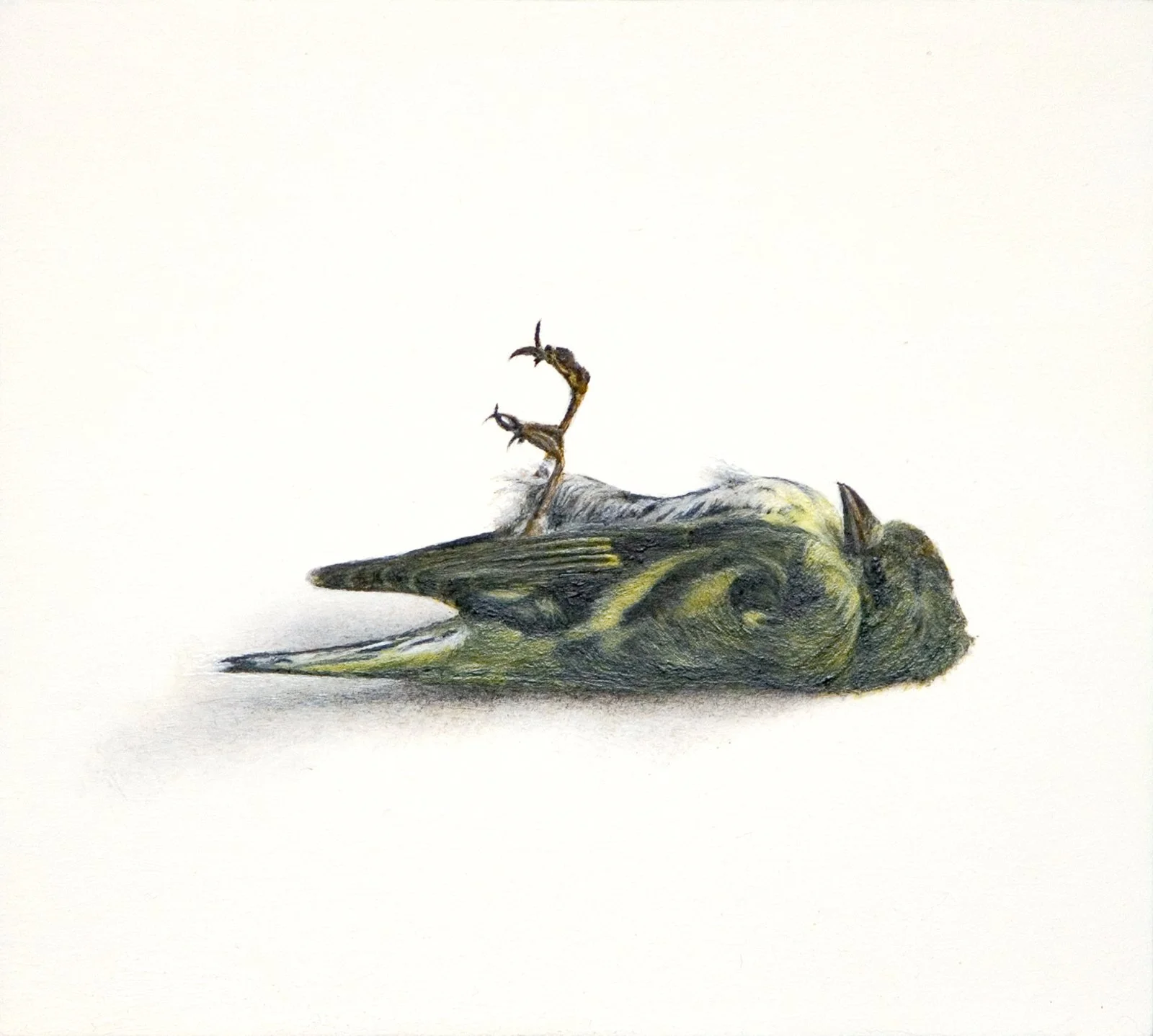 Sijsje
12,5 x 14 cm