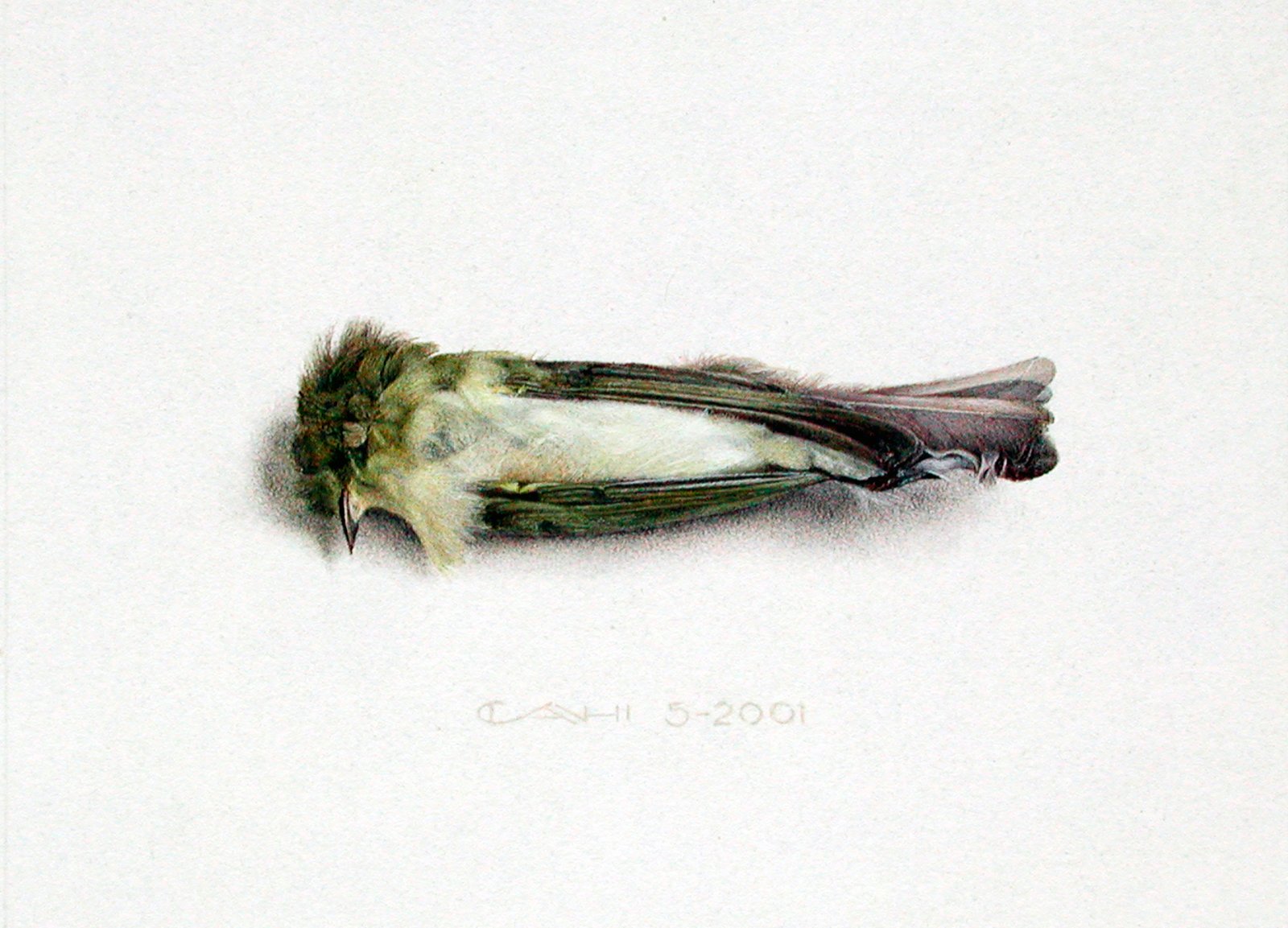 Tjiftjaf
14 x 19 cm