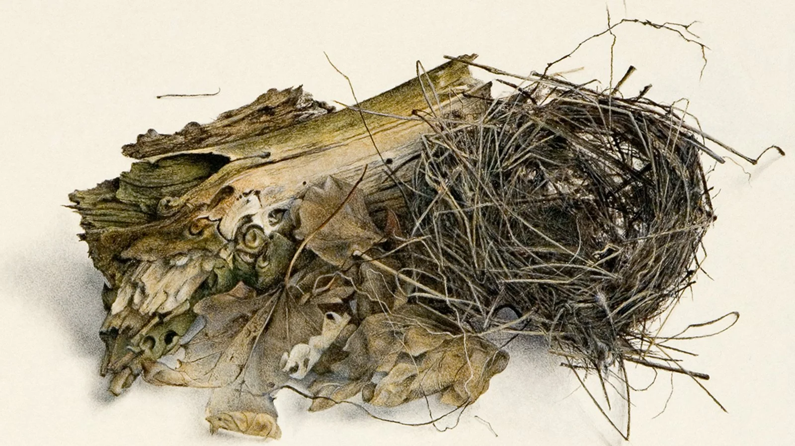 Stronk, bladeren, nest
19,5 x 24 cm