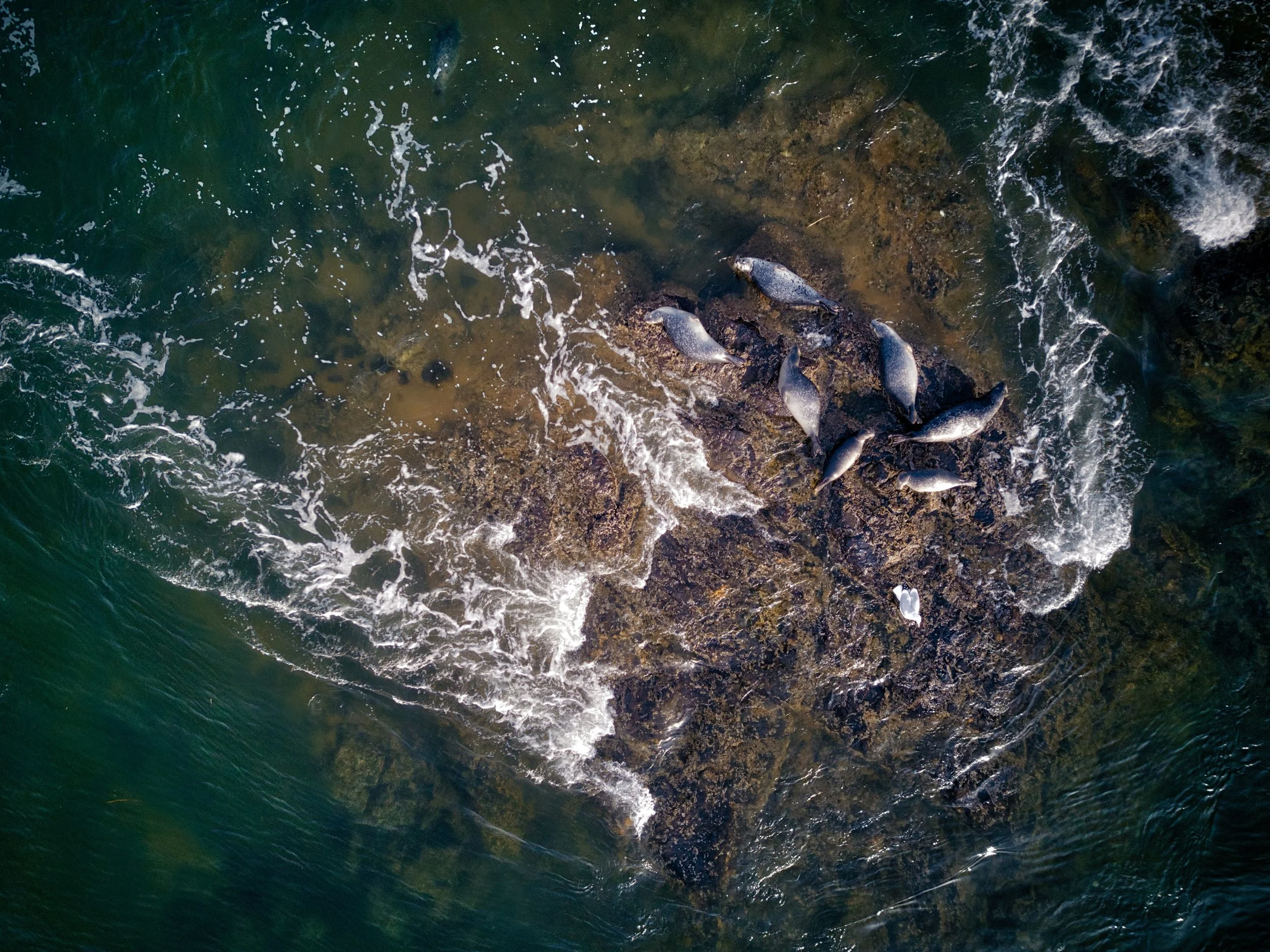 Seals of Plum Island / Black Rock Seals