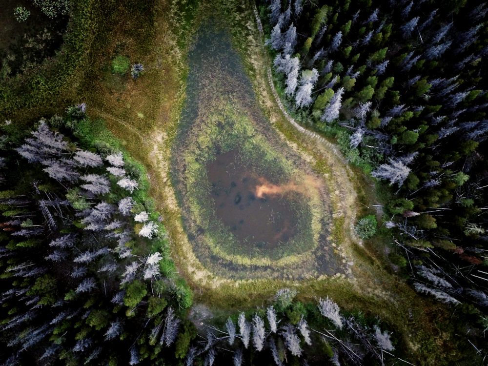Aerial Forest Photography, Pine Trees Photo, Colorado Rocky Mountains, Forest Wall Art, Forest Print, 8.5x11 prints, Drone Photograph Gift