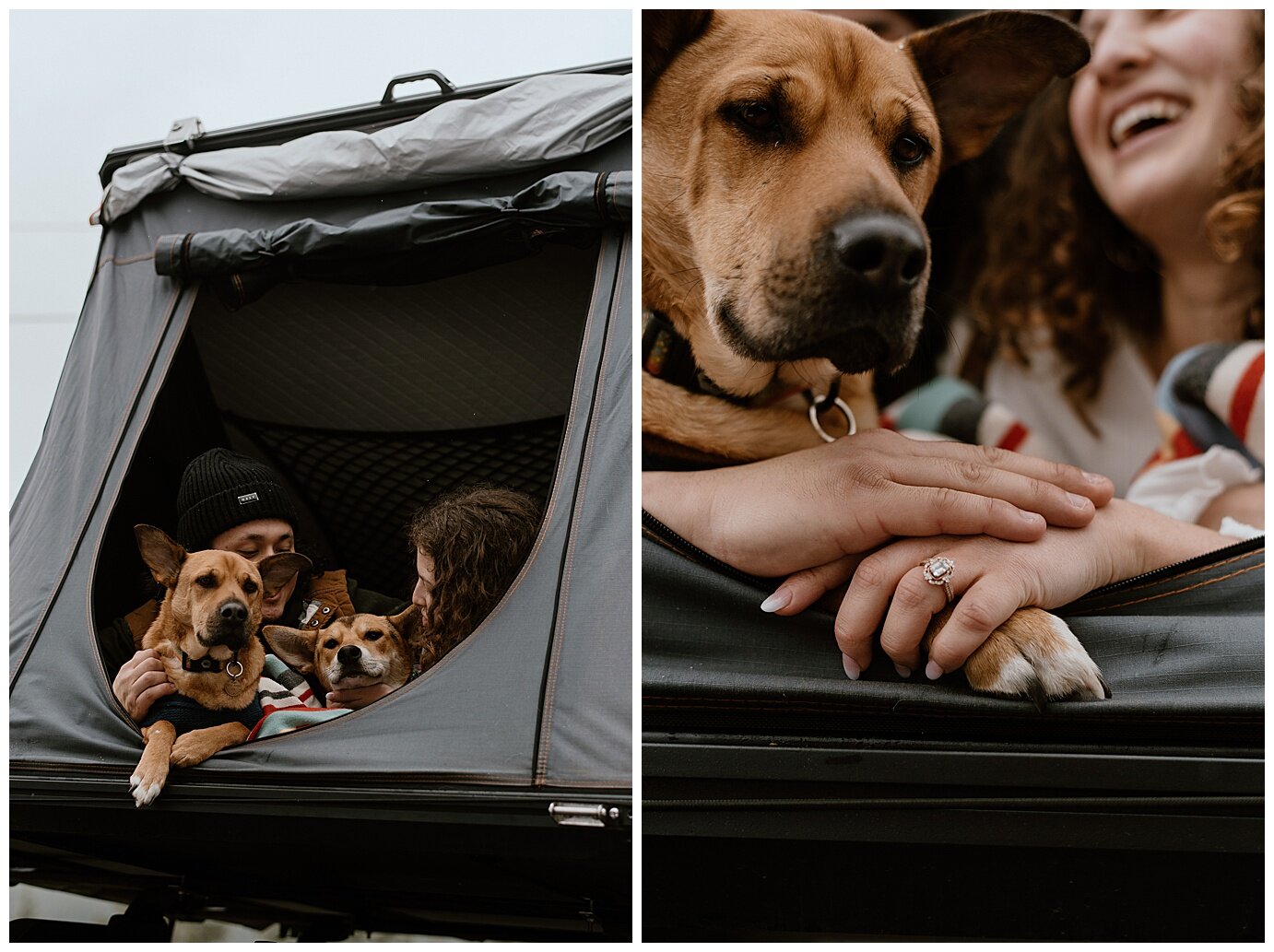 engaged couple in a tent with their dogs