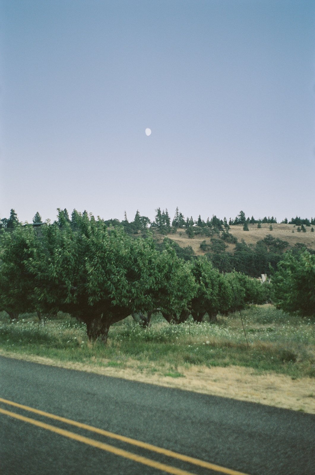 REGANANDRYAN-oregonengagement-garniervineyards-35mmfilm-madelinerosephotographyco-27_websize.jpg