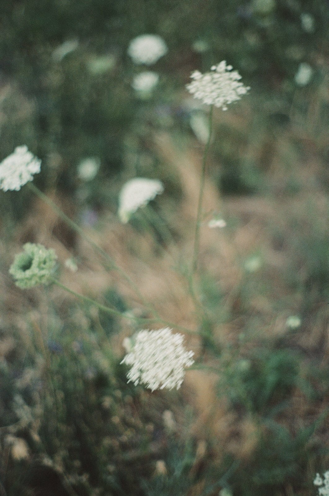 REGANANDRYAN-oregonengagement-garniervineyards-35mmfilm-madelinerosephotographyco-28_websize.jpg