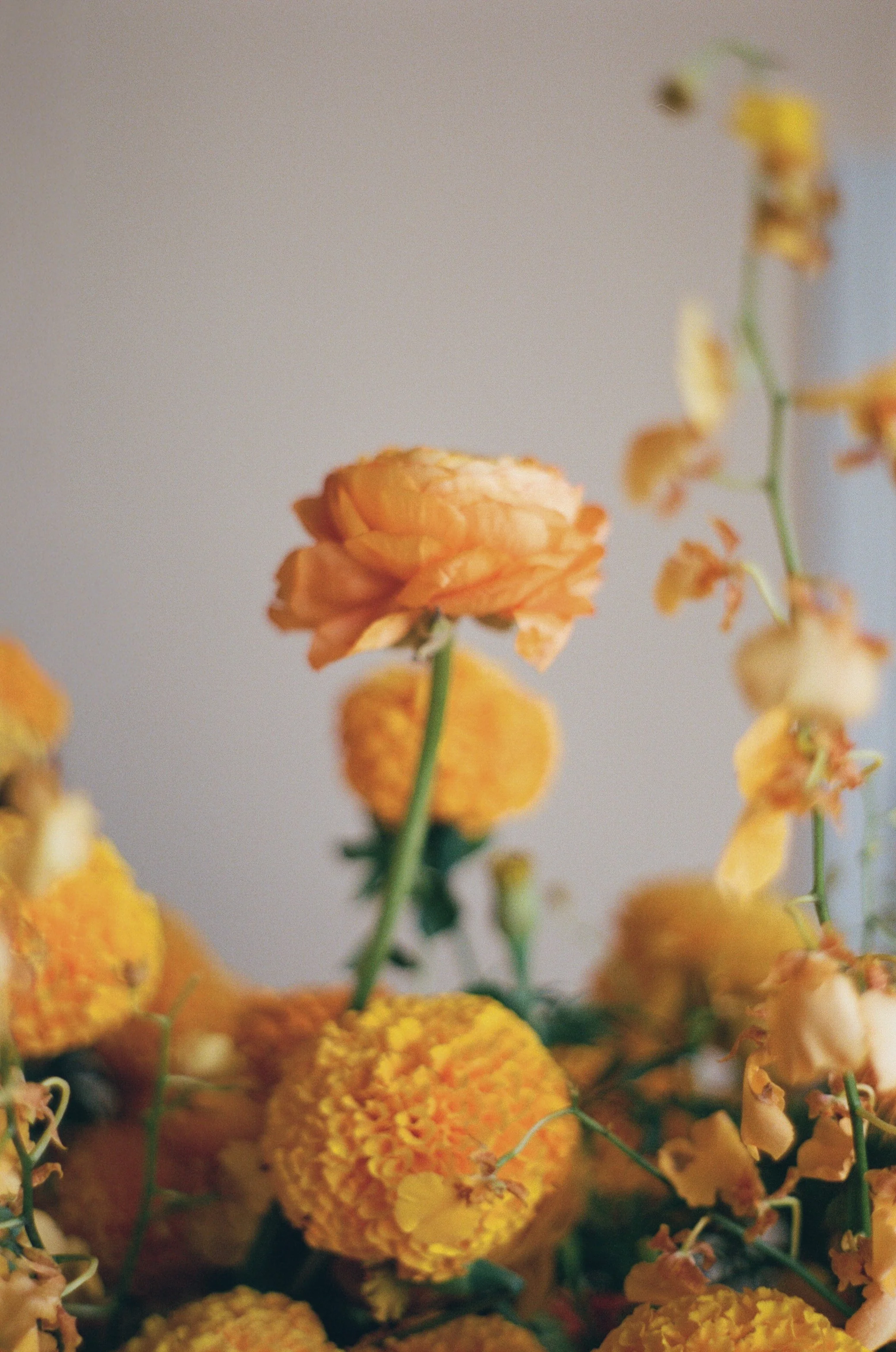  Film photograph of vibrant wedding florals with marigolds and greenery by Brier and Ivy 