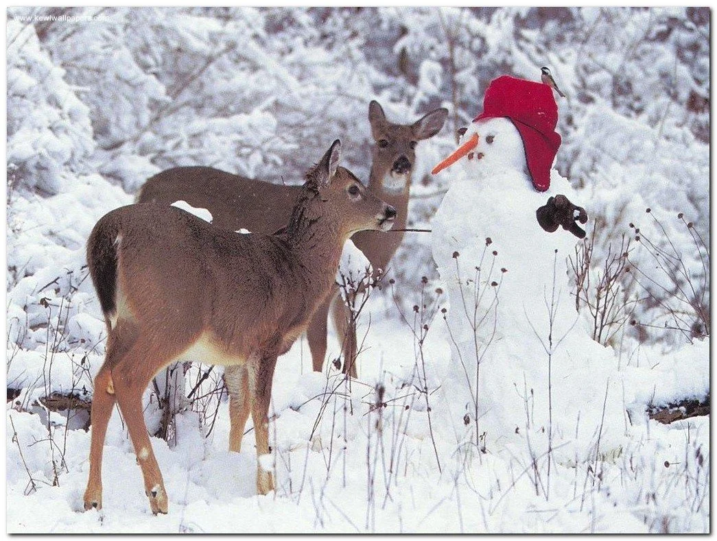 Nature Lover's Christmas Gift Guide