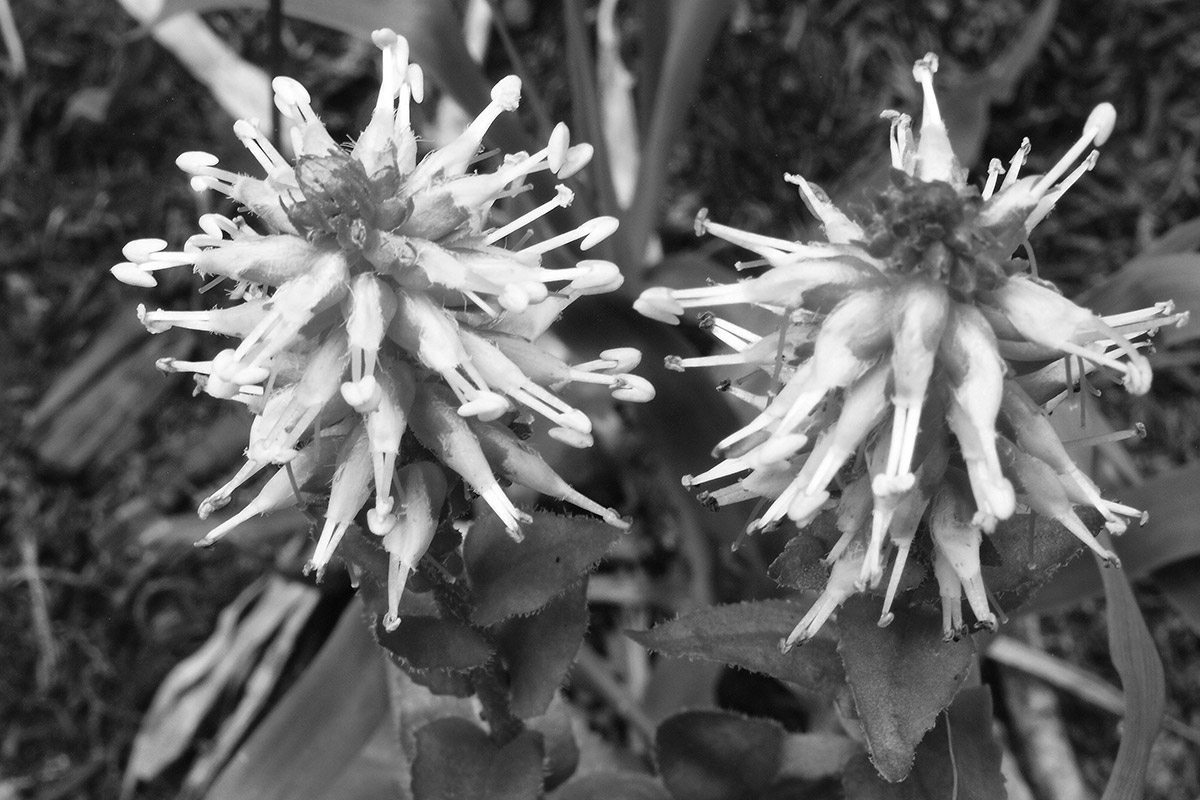 Wildflower 8