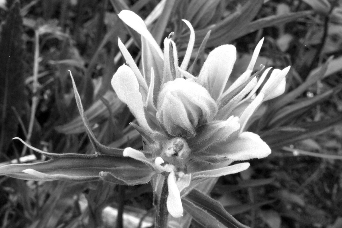 Wildflower 10
