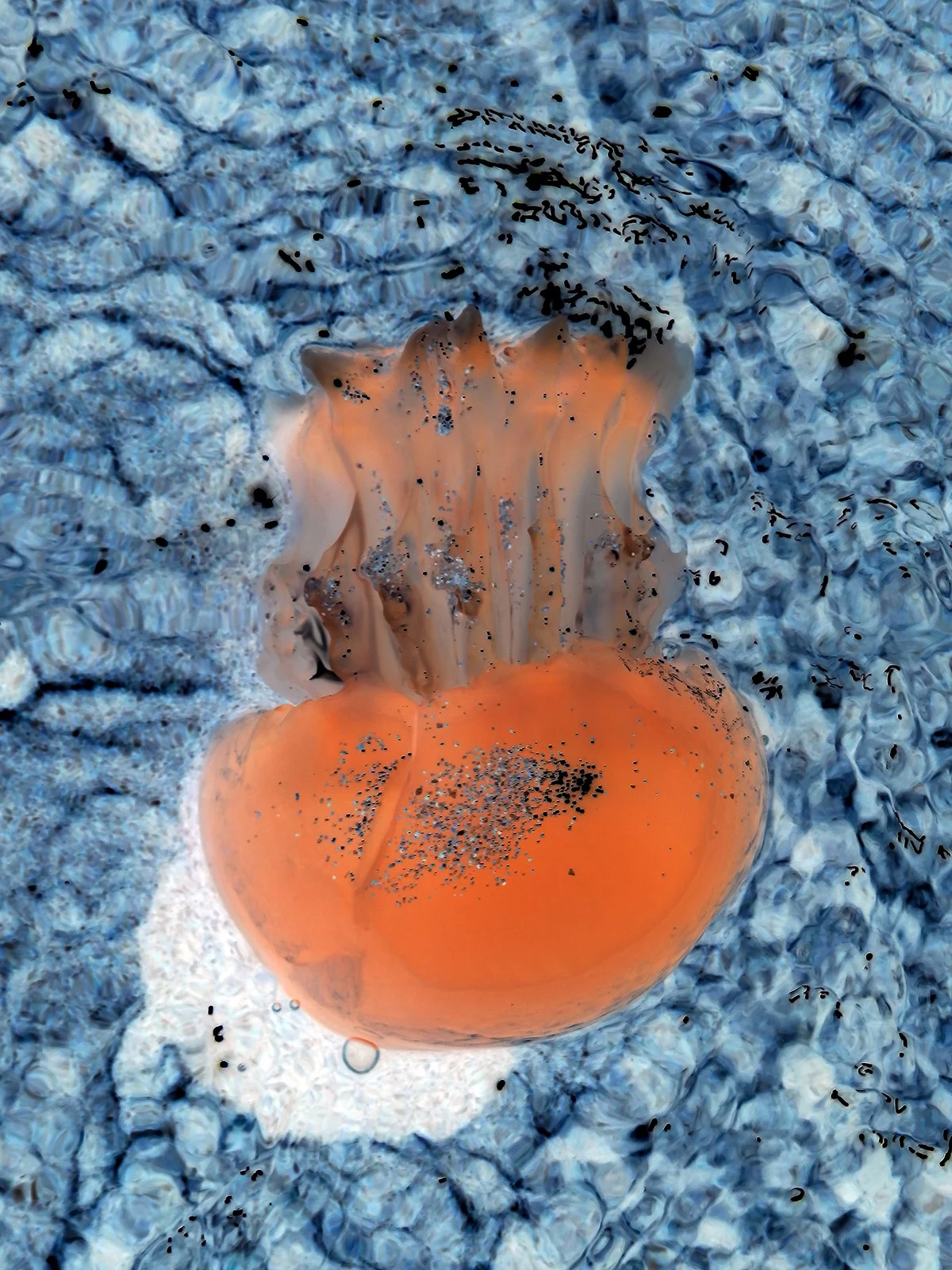 jellyfish4.jpg