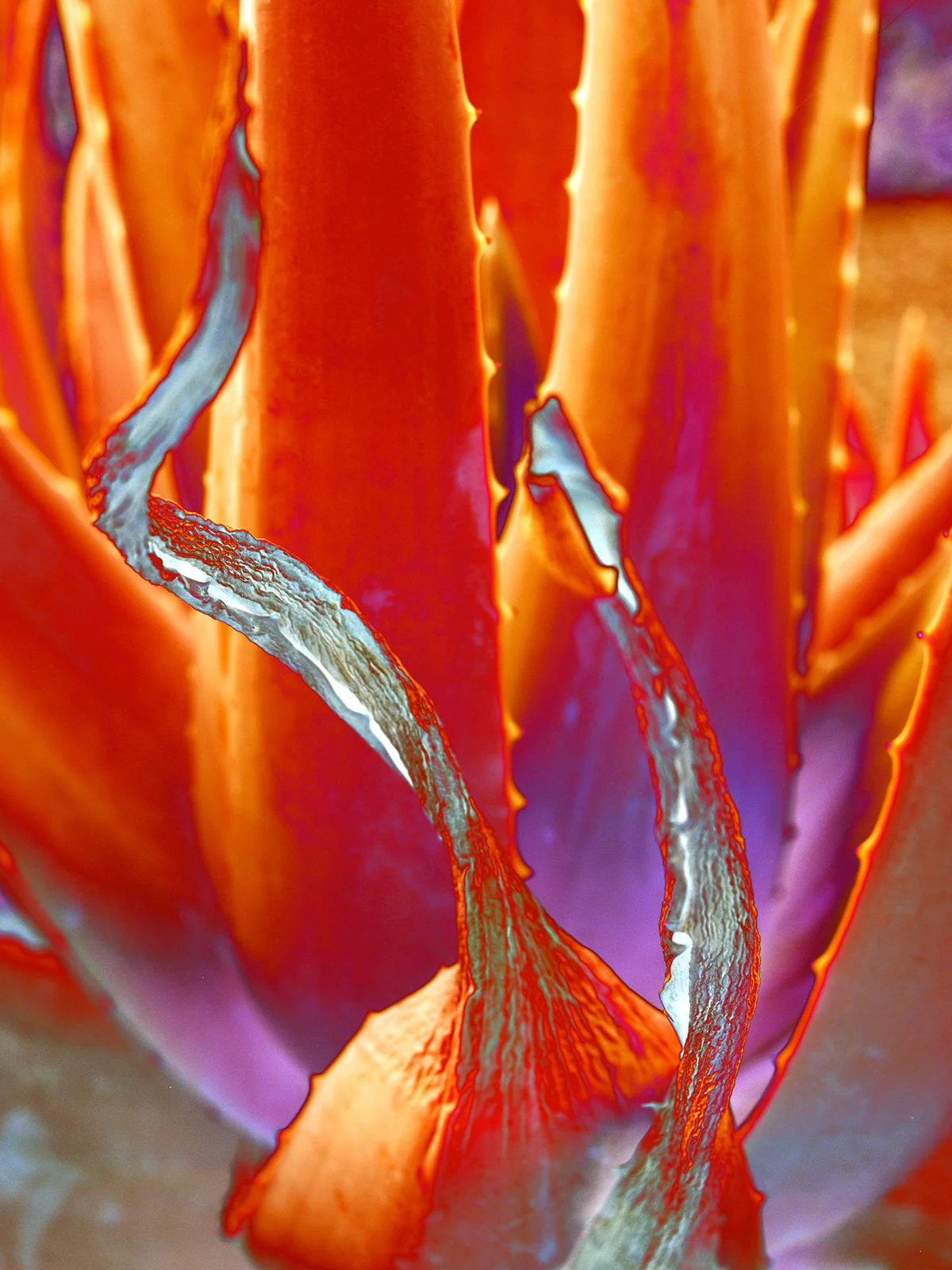 first cactus show 10.jpg