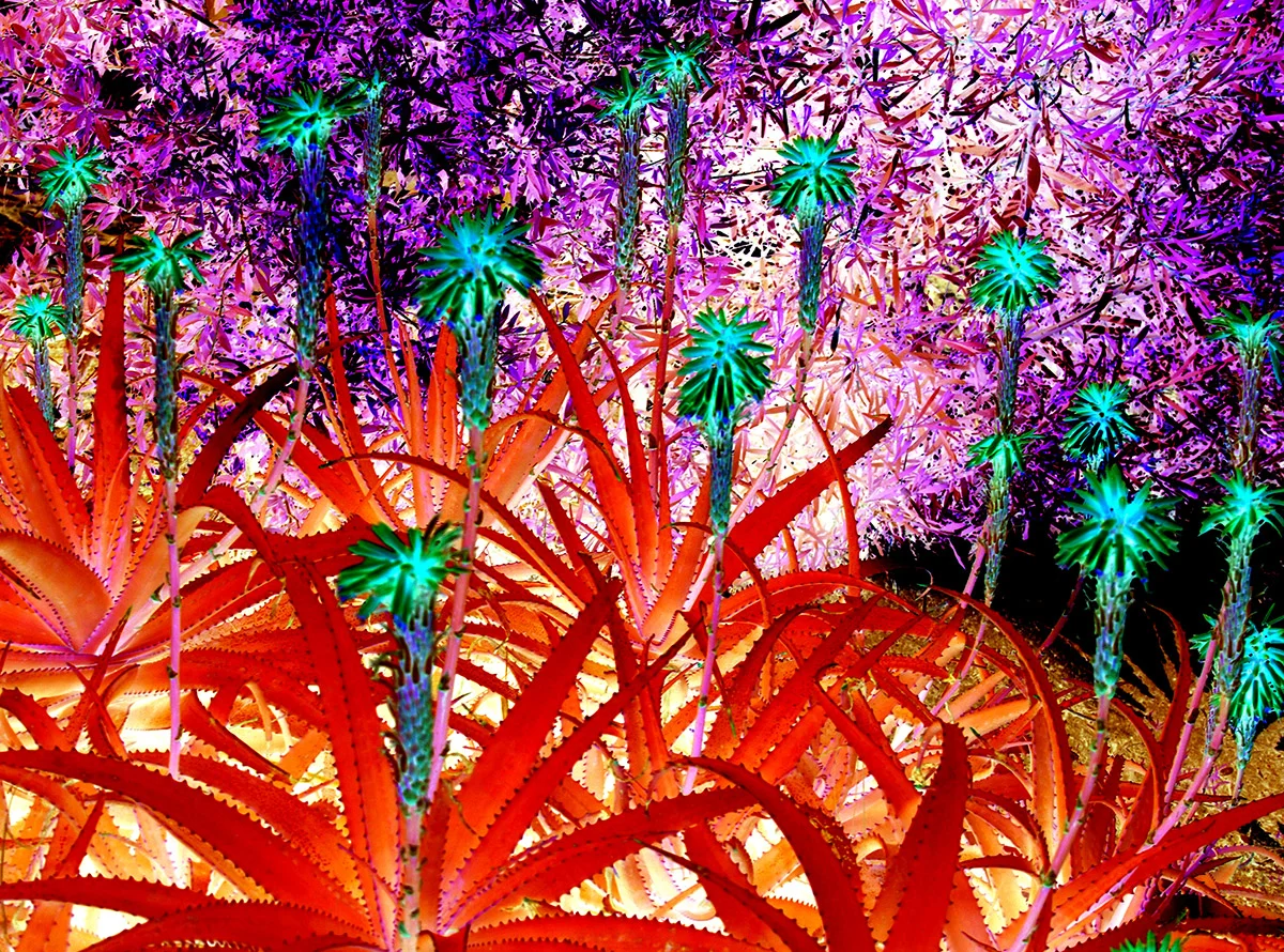 first cactus show17.jpg