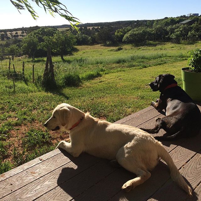 Pepper and Pearl on the alert for anything moving out there.