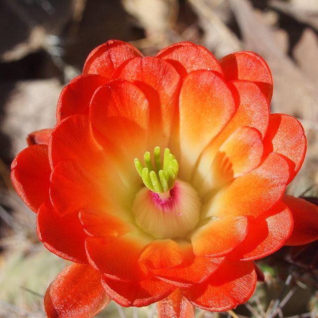 From Spruce Tree Expresso House show 4/15/16. &quot;Orange prickly pear flower &quot;