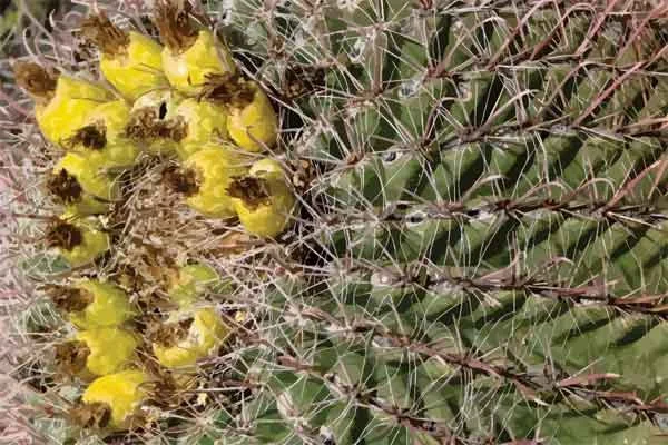 cactus_beauty-barrel_in_bloom.jpg