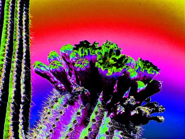 wierd_cactus-in_the_pink.jpg