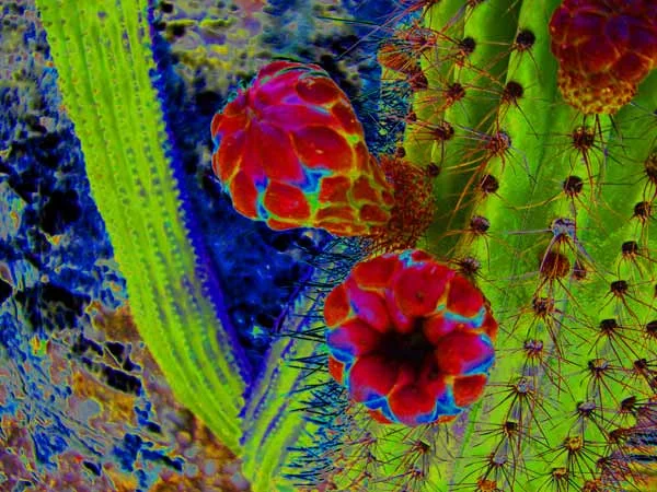 wierd_cactus-red_buds.jpg