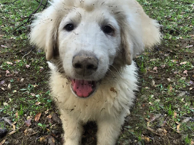 Dirty_Dogs.jpg