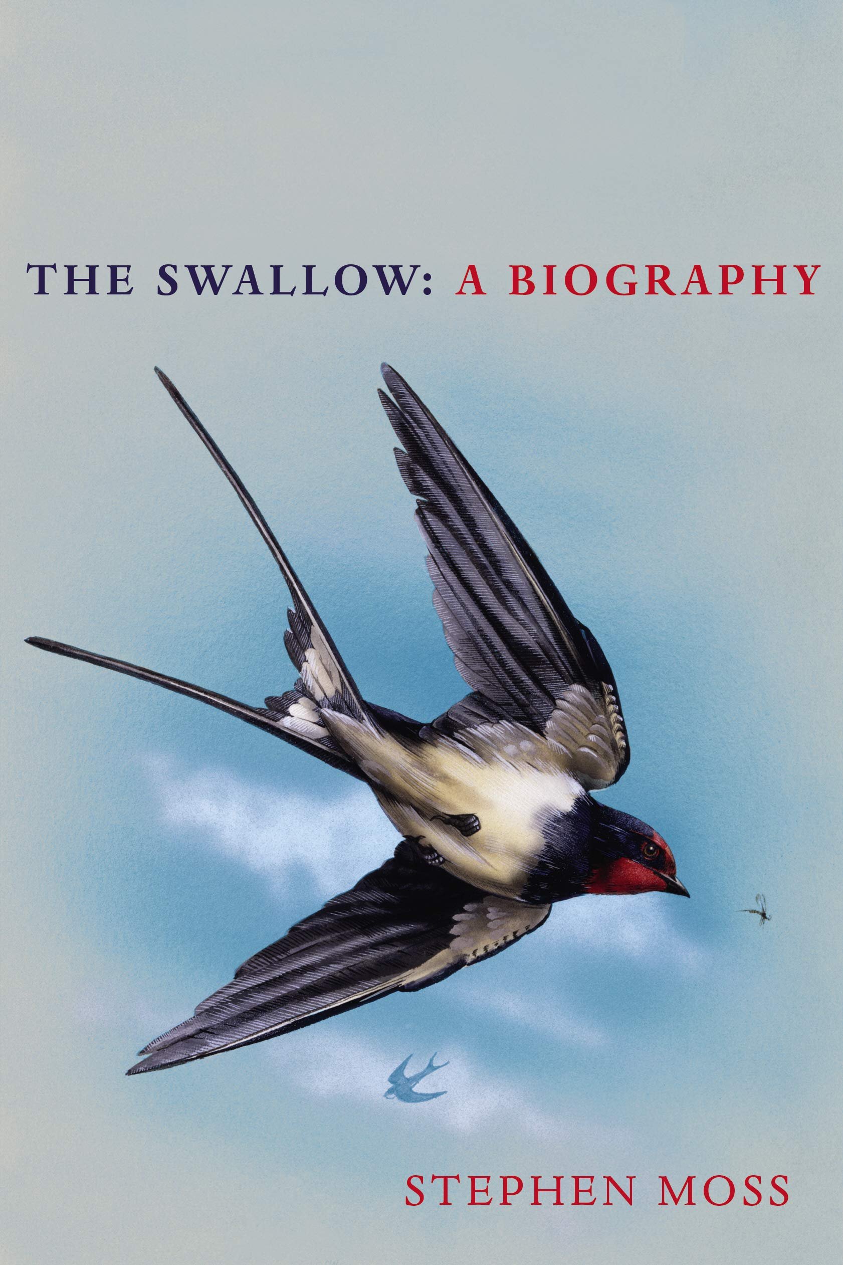 the swallow.jpg