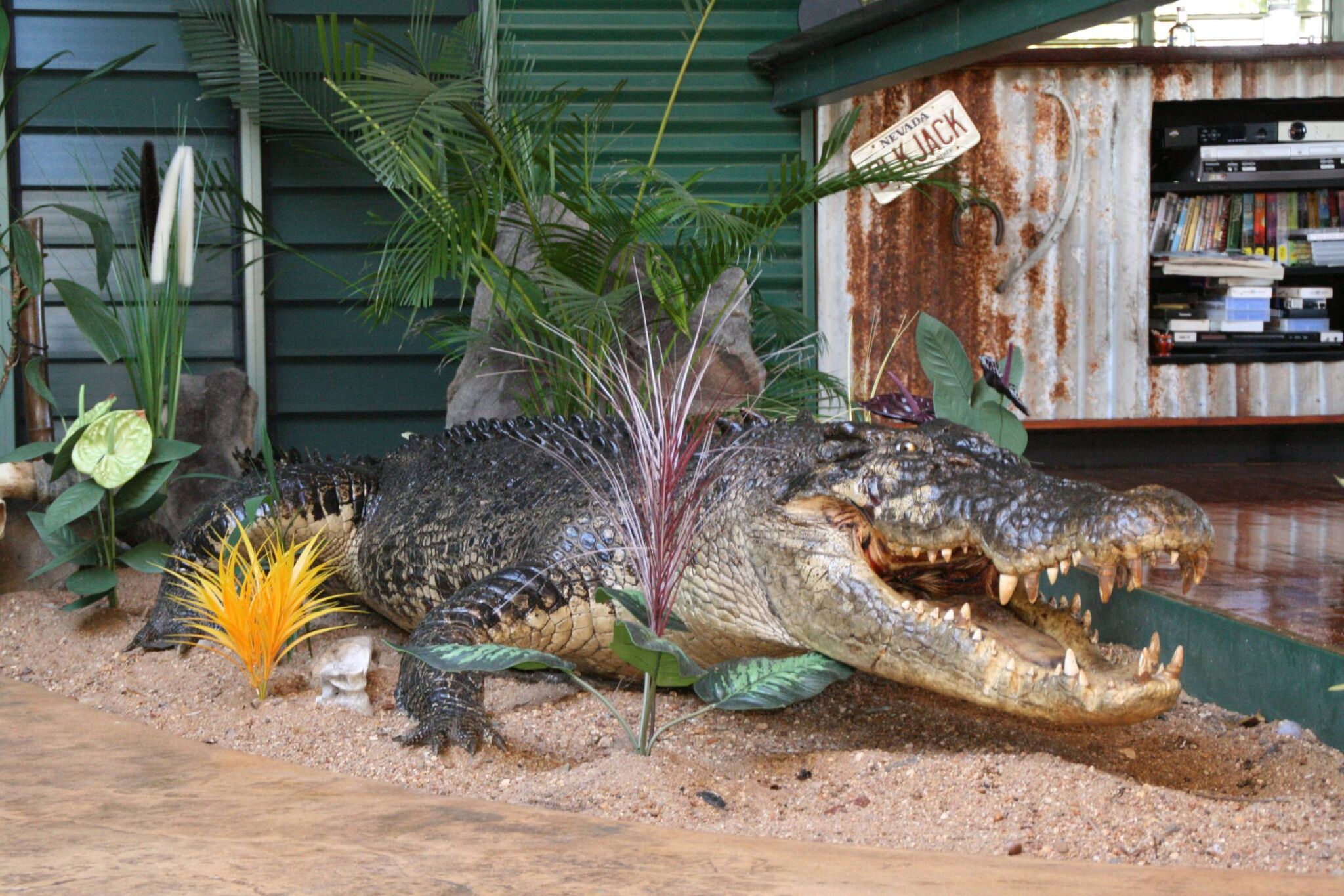 gator.jpg