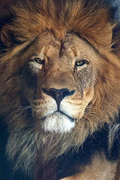 The Four Living Creatures: Part 2:  A Picture of the Pastor from the Elector Bible