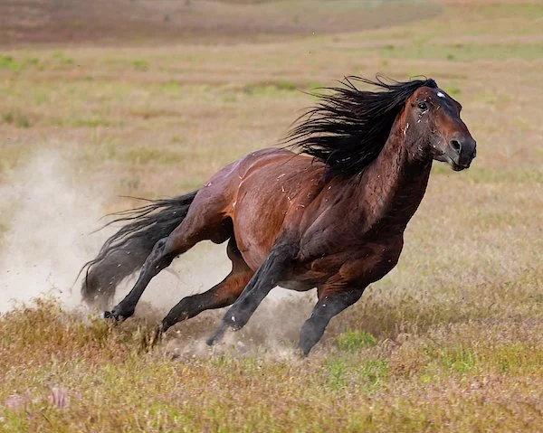 Out of the Barn!
