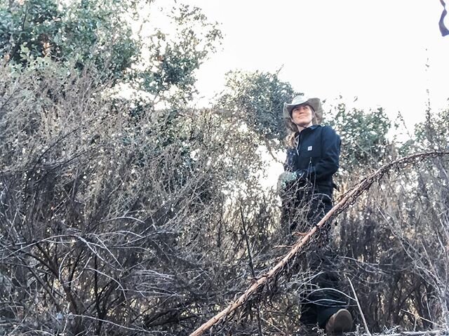 Missing the canyons, getting a face full of Artemisia californica and a reason to wear that hat. #nativeplantweek #rootedinresilience