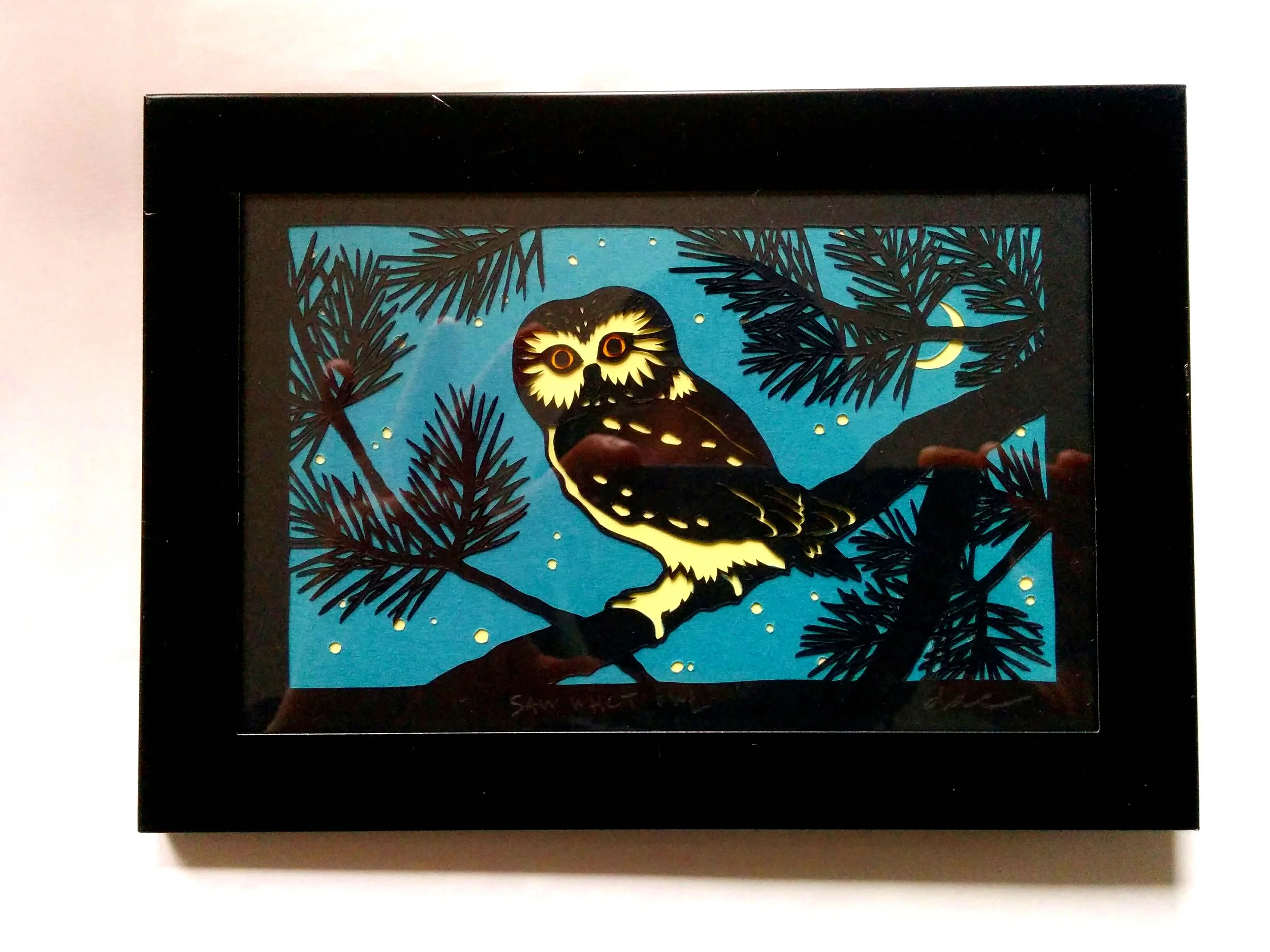 Saw Whet Owl