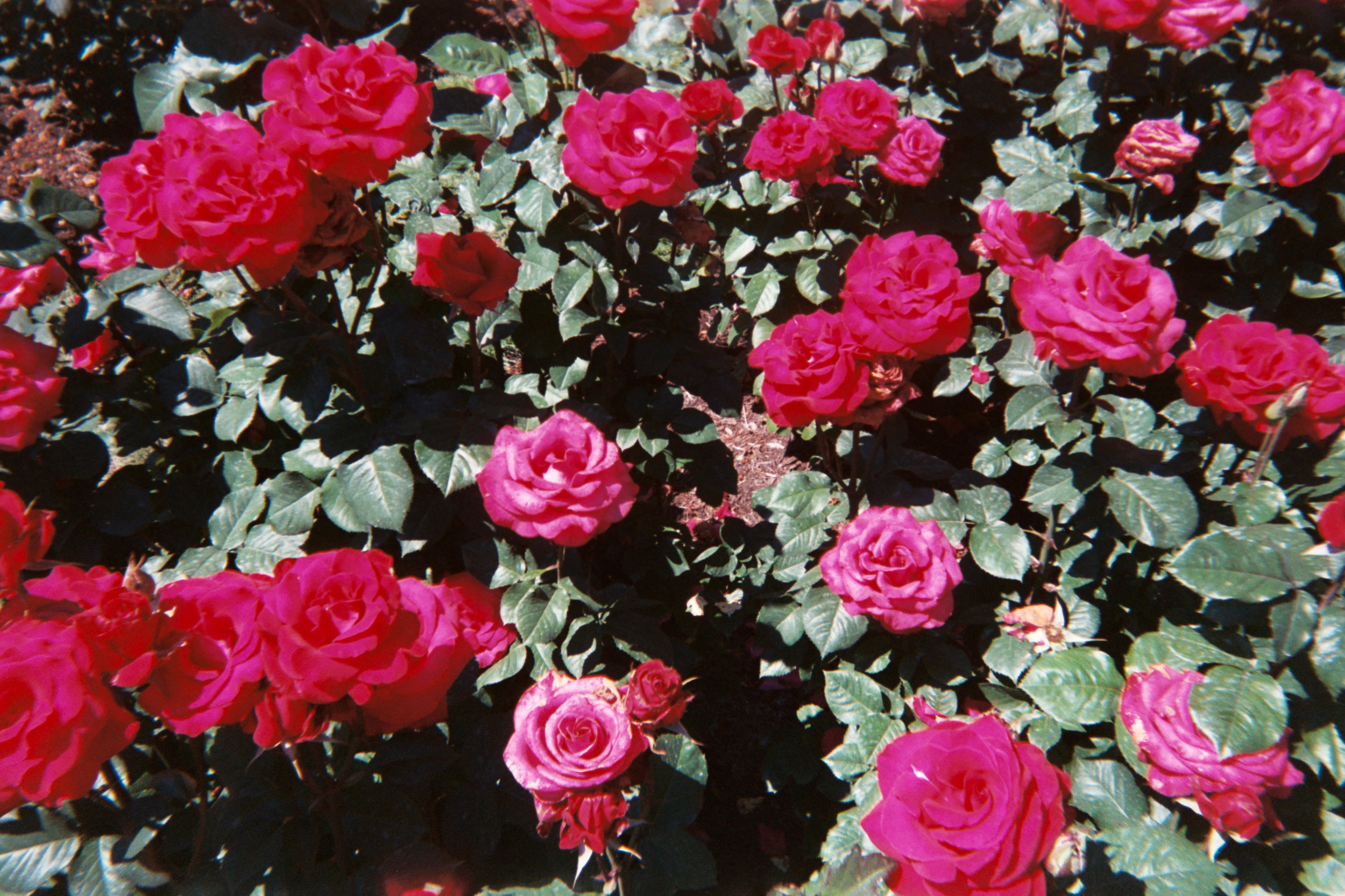 AA018.jpg