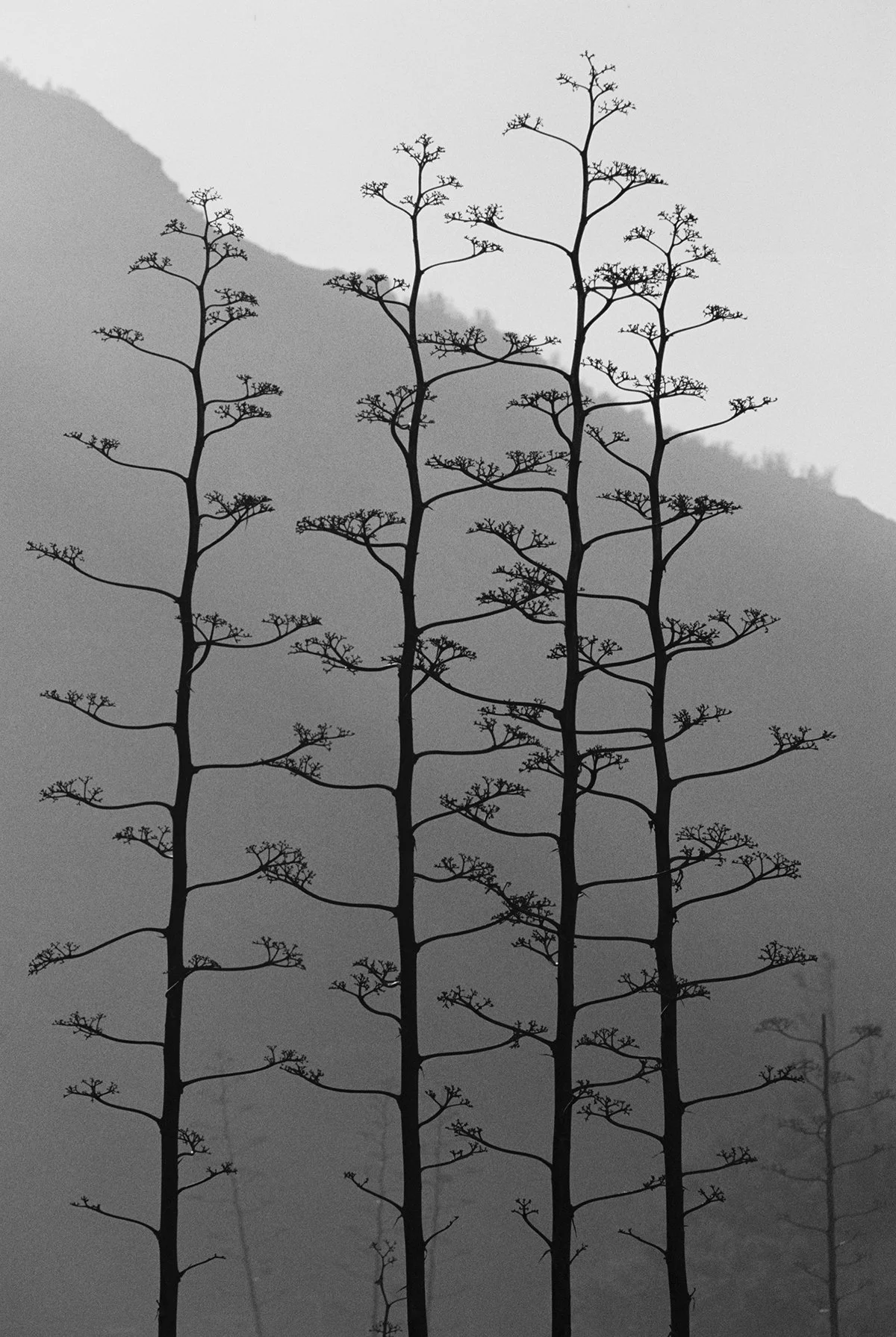 sam8244-349 copy 2.jpg