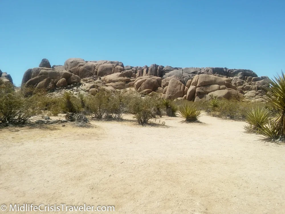 Joshua Tree 2016-2.jpg