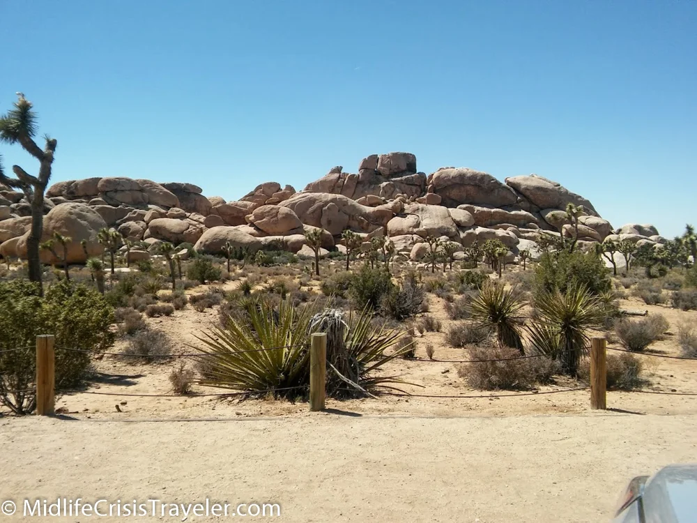 Joshua Tree 2016-7.jpg