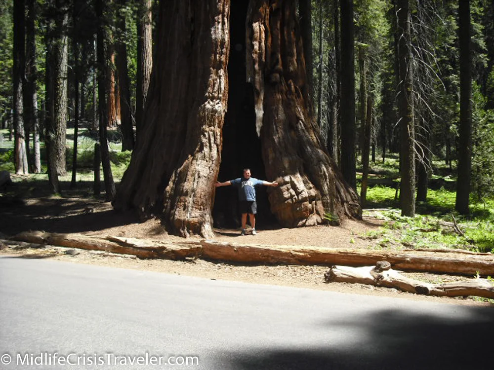 Sequoia-3.jpg