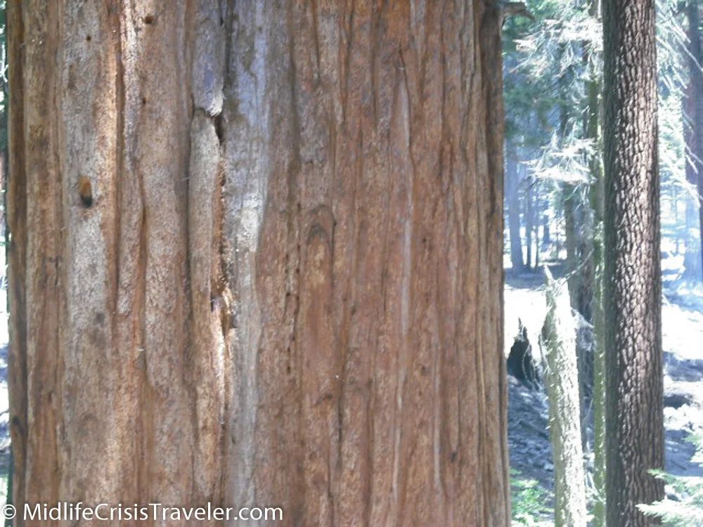 Sequoia-19.jpg
