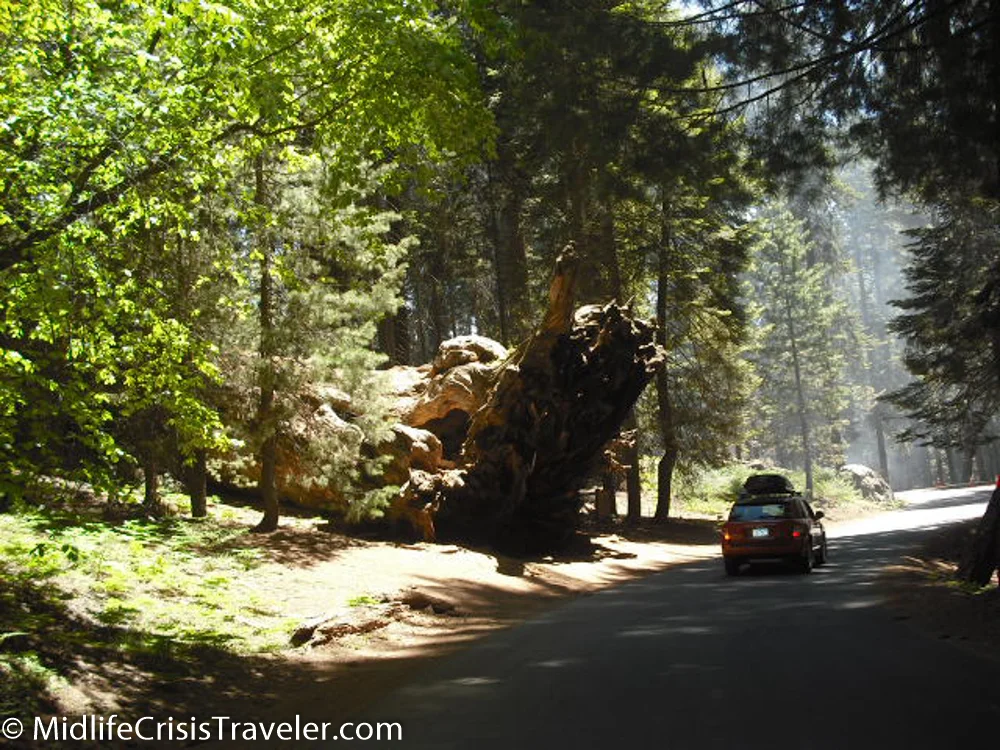 Sequoia-4.jpg