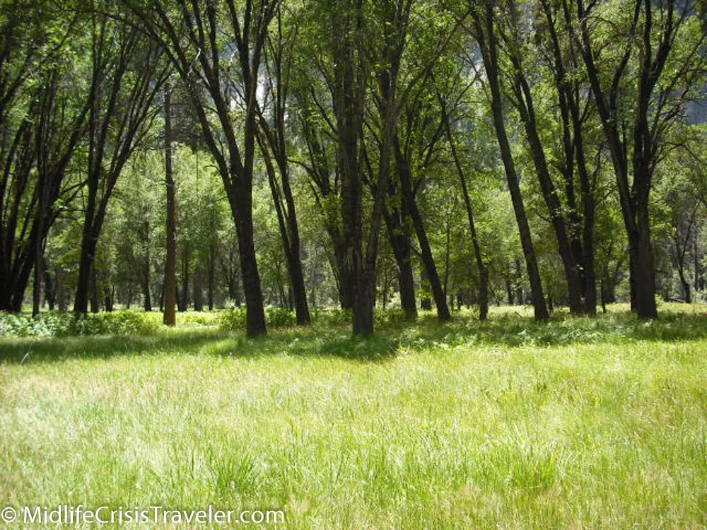 Yosemite National Park: The Meadows